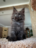 Photo №3. Adorables chatons Maine coon disponibles maintenant à la vente. L'Autriche