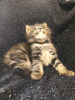 Photo №4. Je vais vendre maine coon en ville de Kharkov. éleveur - prix - 992€