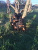 Photo №1. dobermann - à vendre en ville de Vilnius | 350€ | Annonce №36086