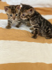 Photo №3. Vente urgente de mignons chatons bengal. Allemagne