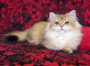 Photo №4. Je vais vendre british longhair en ville de Yeisk. éleveur - prix - 663€