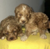 Photo №2 de l'annonce № 124075 de la vente labradoodle - acheter à La finlande annonce privée