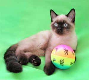 Photos supplémentaires: vendre un chat titré pour l'élevage aller aux favoris