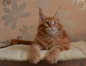 Photo №4. Je vais vendre maine coon en ville de Magnitogorsk. de la fourrière, éleveur - prix - 359€