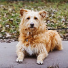 Photo №3. Duke, un chien très gentil et affectueux, cherche un foyer. Fédération de Russie