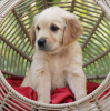 Photo №3. Adorables chiots golden retrievernaha. Italie