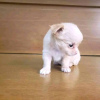 Photo №3. Chiots Chihuahua, caniches et adoption. USA