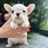 Photos supplémentaires: Magnifiques chiots bouledogue français à vendre mâle et femelle