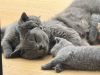 Photo №3. Chatons British Shorthair mâles et femelles. USA