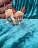 Photo №1. cornish rex - à vendre en ville de Leipzig | 250€ | Annonce № 123378