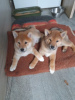 Photo №1. shiba - à vendre en ville de Leipzig | Gratuit | Annonce №98243