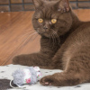 Photo №2 de l'annonce № 101796 de la vente british shorthair - acheter à Allemagne annonce privée