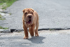 Photo №2 de l'annonce № 12626 de la vente shar pei - acheter à La finlande éleveur