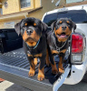 Photo №3. Les chiots rottweiler disponibles Business WhatsApp 37256062792. Belgique