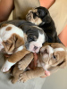 Photos supplémentaires: De mignons chiots bouledogues anglais disponibles à la vente