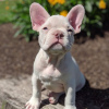 Photo №4. Je vais vendre bouledogue en ville de Berlin. annonce privée - prix - 331€