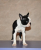 Photos supplémentaires: Chiots boston terrier à vendre