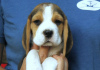 Photo №4. Je vais vendre beagle en ville de Bonn. annonce privée - prix - 376€