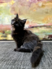 Photo №1. maine coon - à vendre en ville de Varsovie | 800€ | Annonce № 126643