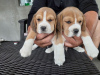 Photo №2 de l'annonce № 100259 de la vente beagle - acheter à Pologne annonce privée, de la fourrière, de l'abri, éleveur