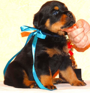 Photo №2 de l'annonce № 3096 de la vente rottweiler - acheter à Fédération de Russie annonce privée