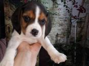 Photo №2 de l'annonce № 1162 de la vente beagle - acheter à Biélorussie annonce privée, éleveur