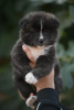 Photos supplémentaires: Chiots Akita Inu