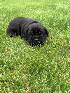 Photos supplémentaires: Première vente de chiots Cane Corso