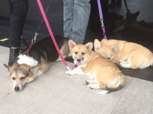 Photos supplémentaires: chiots gallois corgi pembroke