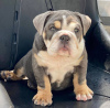 Photo №1. bulldog anglais - à vendre en ville de Bradford | 360€ | Annonce №125630