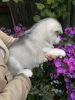 Photo №4. Je vais vendre husky de sibérie en ville de Gomel. annonce privée - prix - négocié