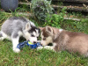 Photo №1. husky de sibérie - à vendre en ville de Франкфурт-на-Майне | 320€ | Annonce №78586