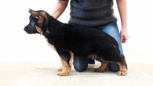 Photos supplémentaires: Chiot berger allemand avec un pedigree magnifique