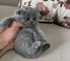 Photo №1. scottish fold - à vendre en ville de New york | 208€ | Annonce № 64459