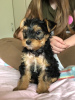 Photo №3. Teacup Yorkshire Terrier Puppy en adoption gratuite. Allemagne