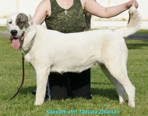 Photos supplémentaires: Chiot berger blanc asie fille tigre blanc