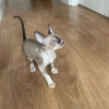 Photo №1. cornish rex - à vendre en ville de Бохум | 350€ | Annonce № 126786