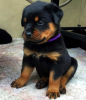 Photo №1. rottweiler - à vendre en ville de Вилкавишкис | 284€ | Annonce №40978