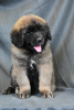 Photo №2 de l'annonce № 90626 de la vente chien bâtard - acheter à Biélorussie de la fourrière, éleveur