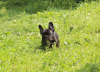 Photos supplémentaires: Chiot bouledogue français, femelle classe exposition FCI