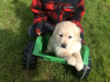 Photo №4. Je vais vendre golden retriever en ville de Oldenburg. annonce privée - prix - 380€