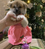 Photo №2 de l'annonce № 8714 de la vente akita (chien) - acheter à Fédération de Russie éleveur