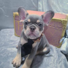 Photo №1. bouledogue - à vendre en ville de Афины | négocié | Annonce №117231