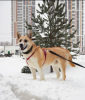 Photo №2 de l'annonce № 33056 de la vente chien bâtard - acheter à Fédération de Russie annonce privée