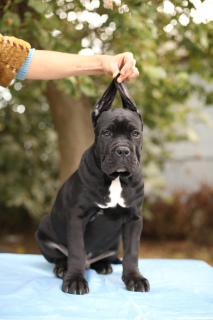 Photo №2 de l'annonce № 3638 de la vente cane corso - acheter à Ukraine annonce privée