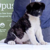 Photos supplémentaires: Chiots Akita américains