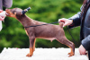 Photo №3. chiots dobermann. Estonie