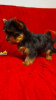 Photos supplémentaires: Chiots yorkshire terrier à vendre