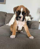 Photo №1. boxer - à vendre en ville de Stockholm | négocié | Annonce №113226