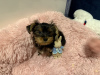 Photo №3. Chiots Yorkshire Terrier. La Grande-Bretagne